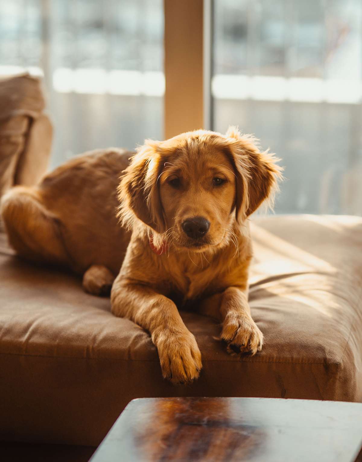 A golden retriever puppy lying on a brown cushion in warm sunlight near a window.