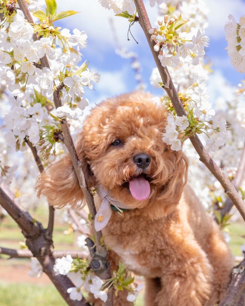 dog-friendly cherry blossom festival Melbourne