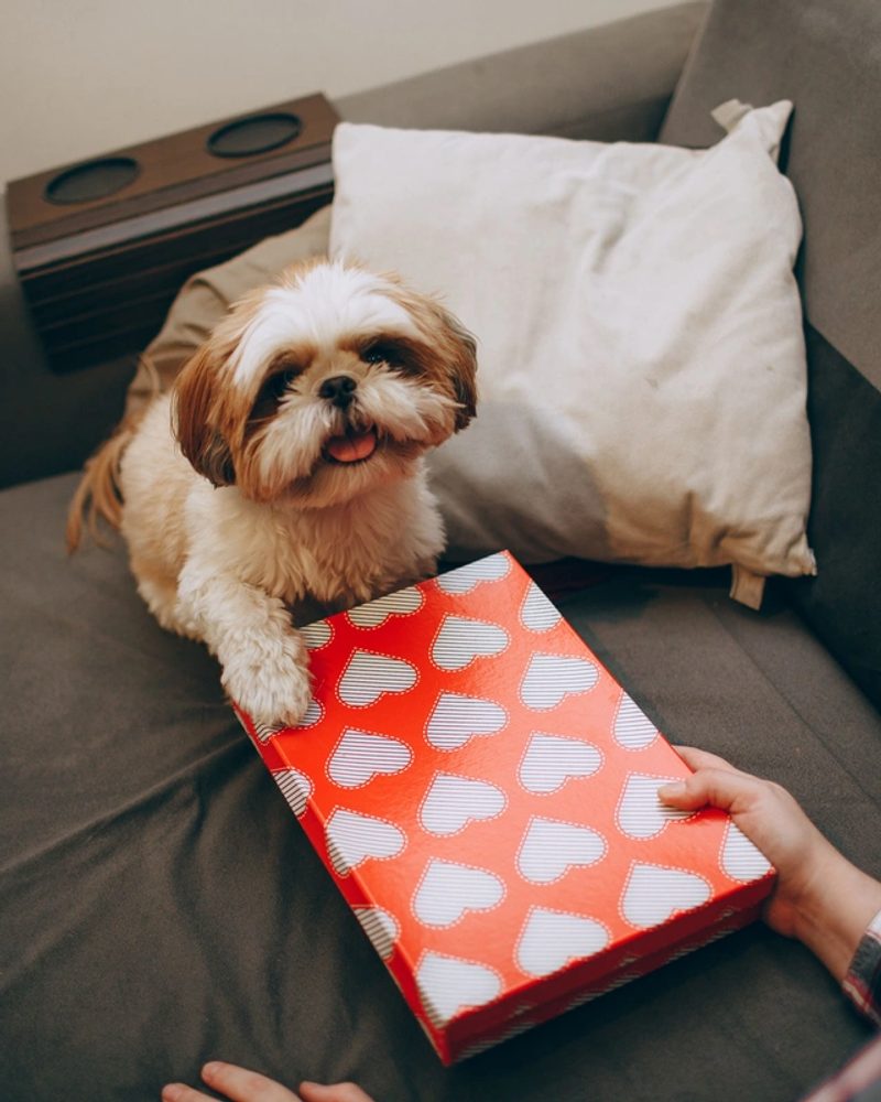A small fluffy dog sits on a couch, resting its paw on a red heart-patterned gift box held by a person.