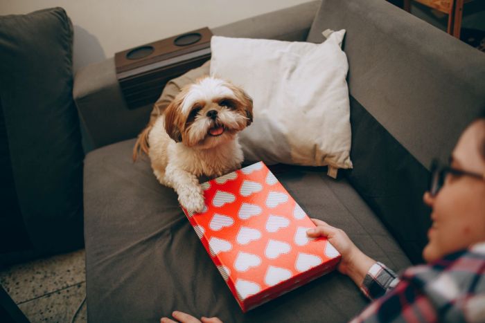 A small fluffy dog sits on a couch, resting its paw on a red heart-patterned gift box held by a person.
