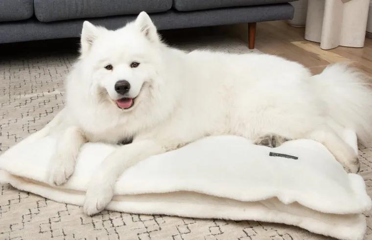 Nandog Pet Gear