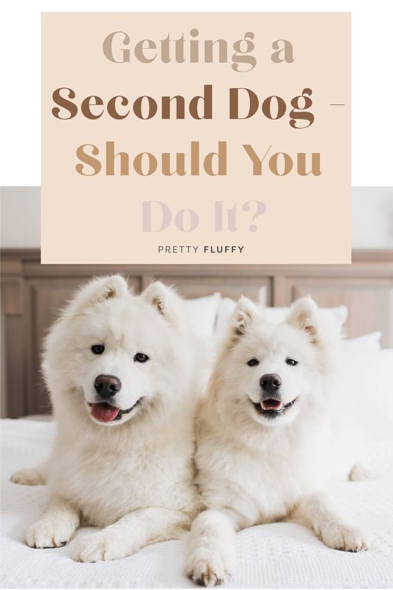 Getting a second dog, should you do it