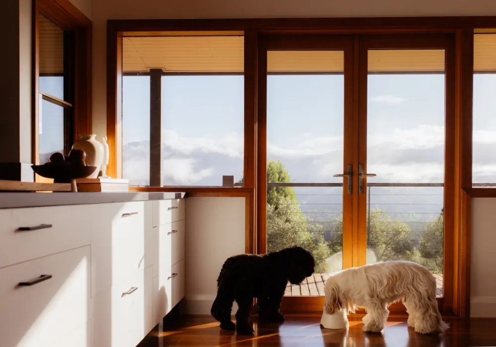 Two dogs resting together at home after adding a second dog to the family
