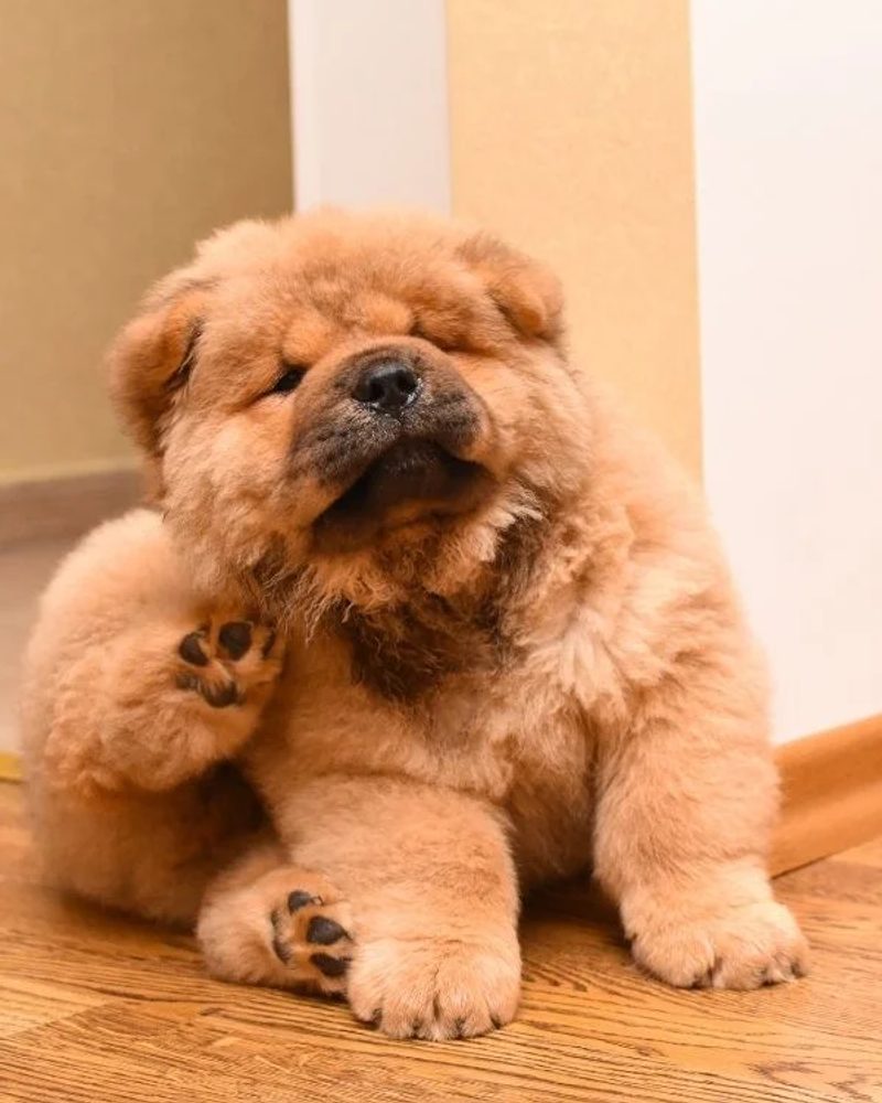 dog scratching