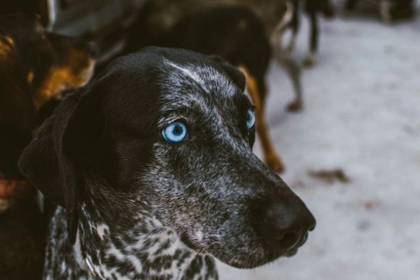 Close-up of a black-and-white speckled dog with striking blue eyes.