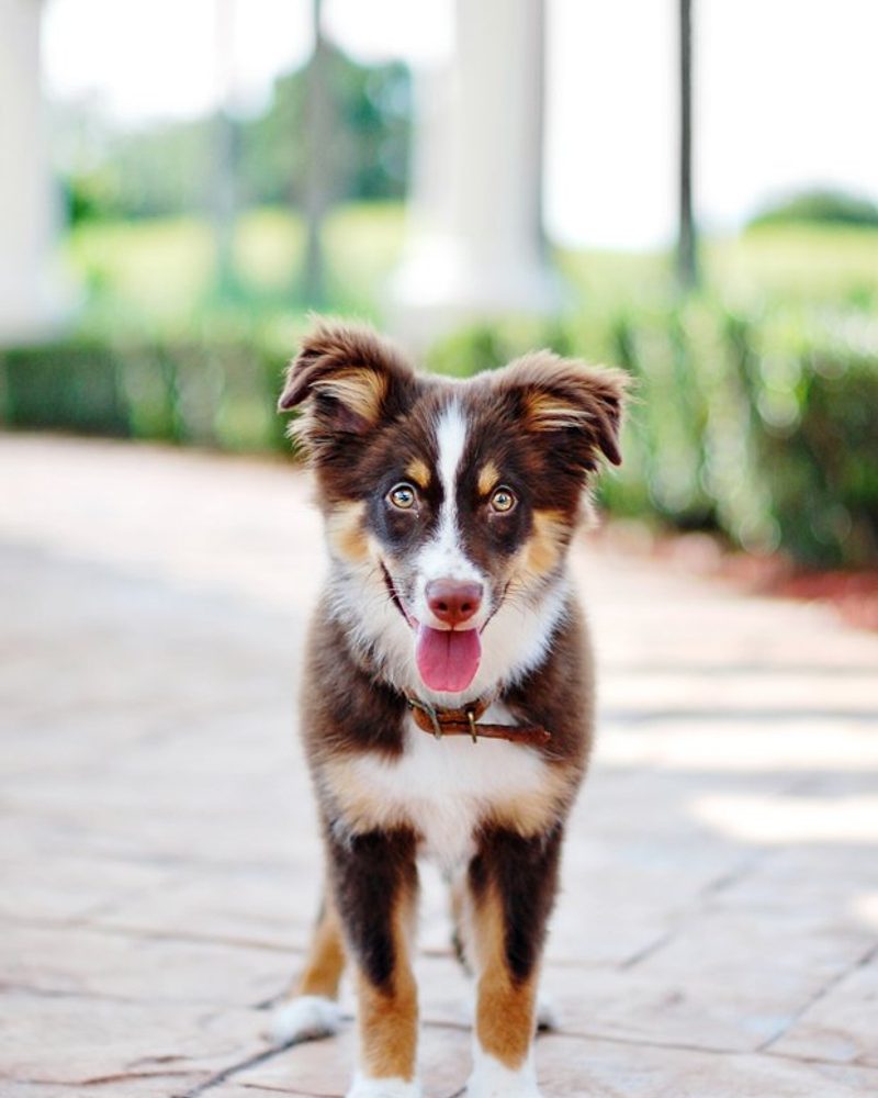 How to Puppy Proof Your Home