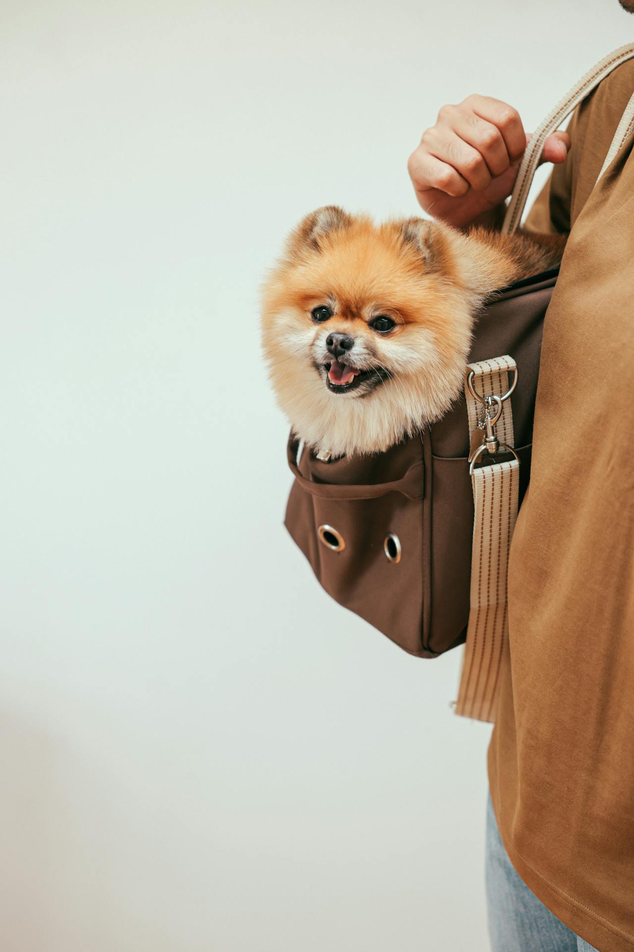 How to choose the best dog carrier