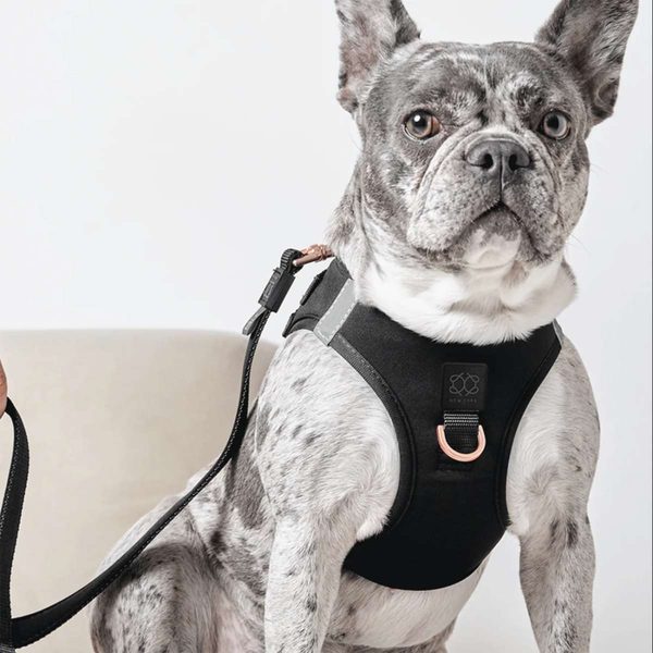 DOGISTRY SoHo Harness