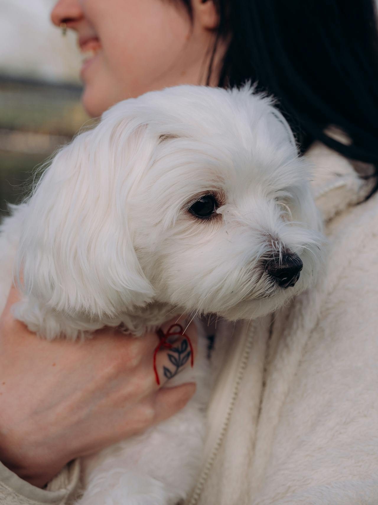 Maltese with a long white coat, a small companion breed suited to apartments