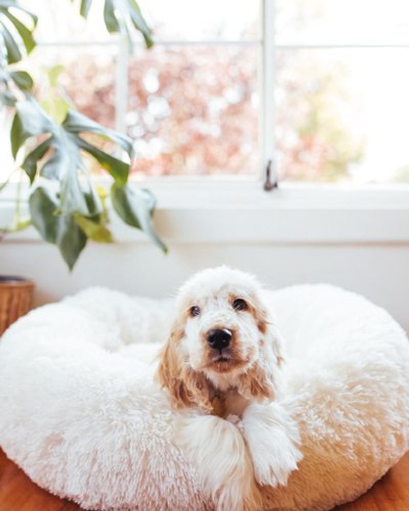 Lifestyle photo of puppy in bed. How to Teach Your Puppy Not to Bite - Pretty Fluffy