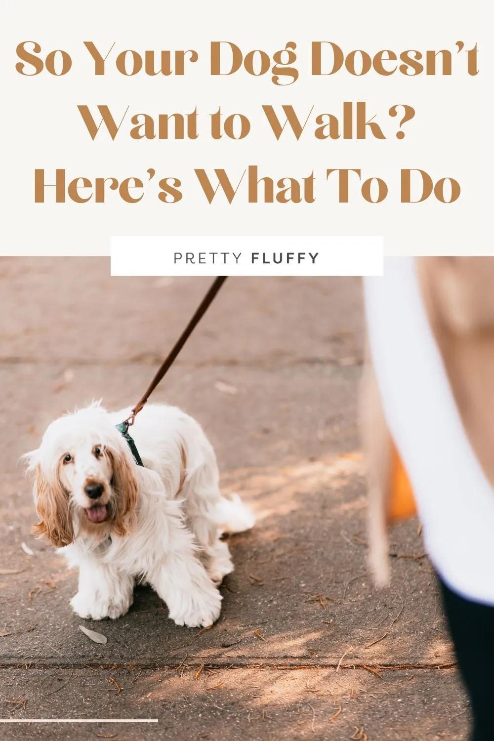 A fluffy white and tan dog on a leash resisting a walk on a paved path.