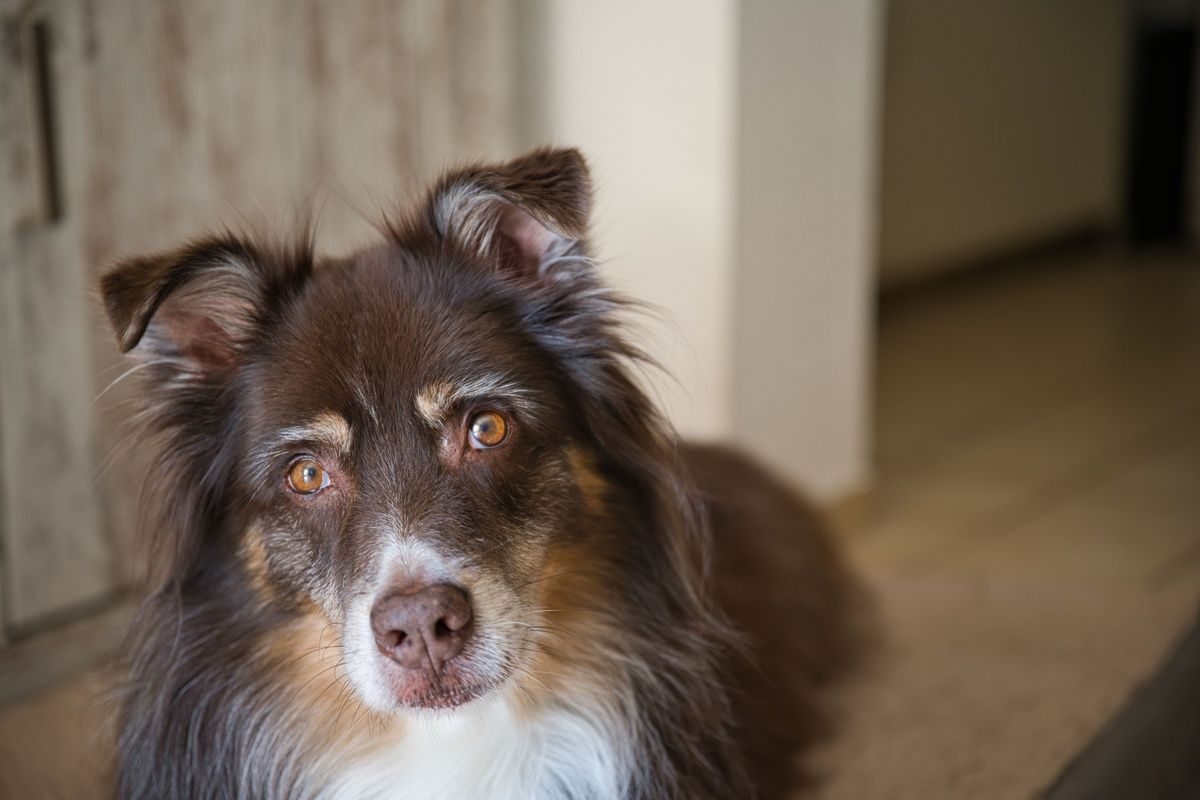 Close-up portrait of a brown Australian Shepherd looking up with attentive amber eyes.