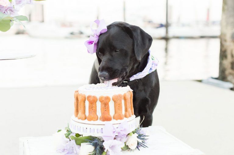 Dog Cake Smash: 7 Tips for the Pawfect Photo