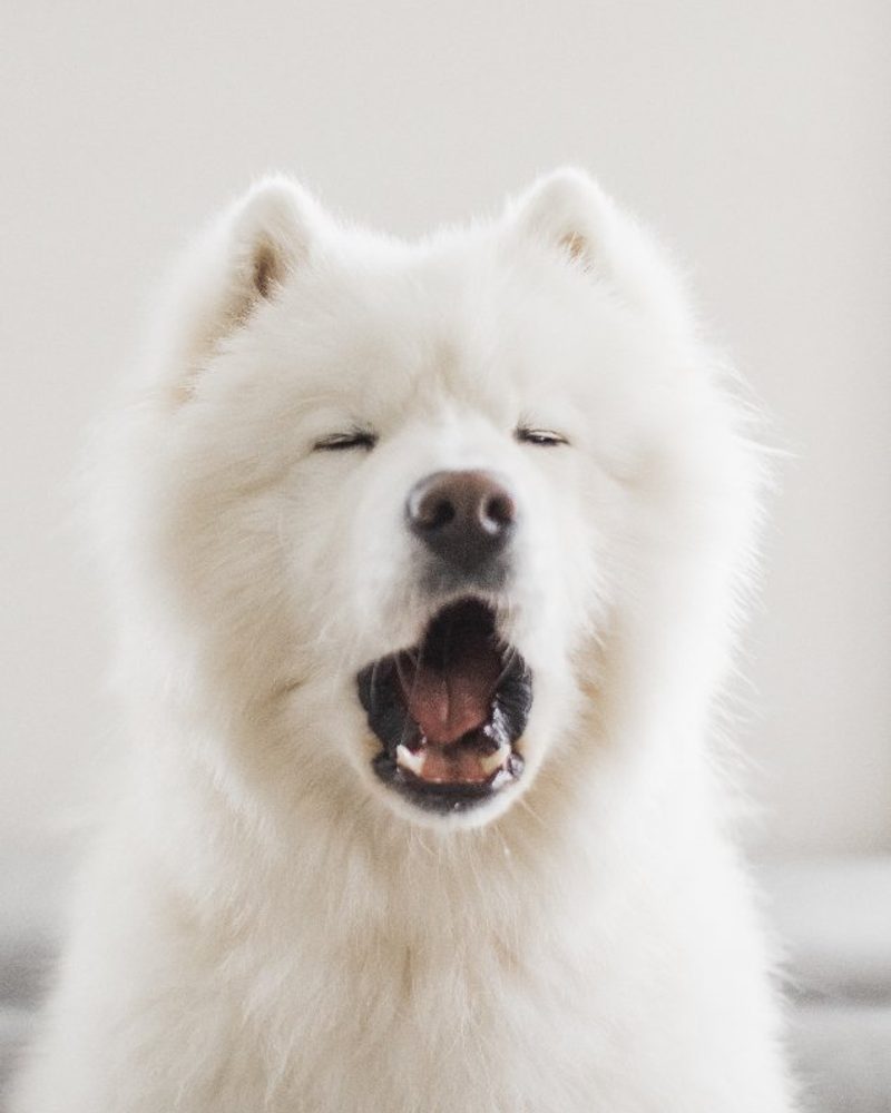 White samoyed dog barking
