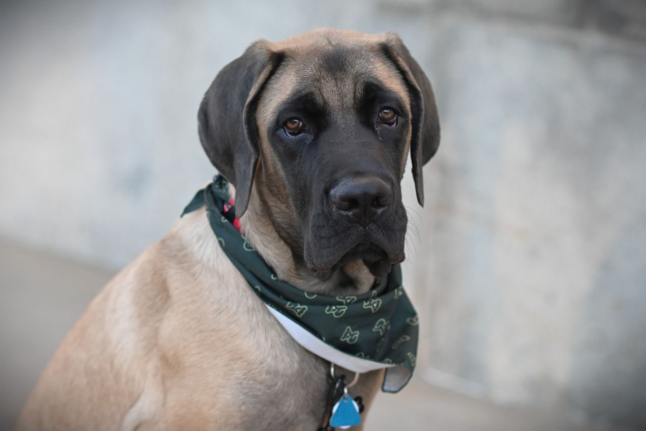 A fawn English Mastiff wearing a green bandana looking at the camera.