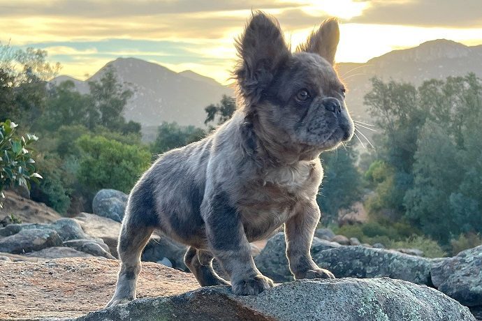 French Bulldog fluffy coat texture visible on a small dog resting indoors