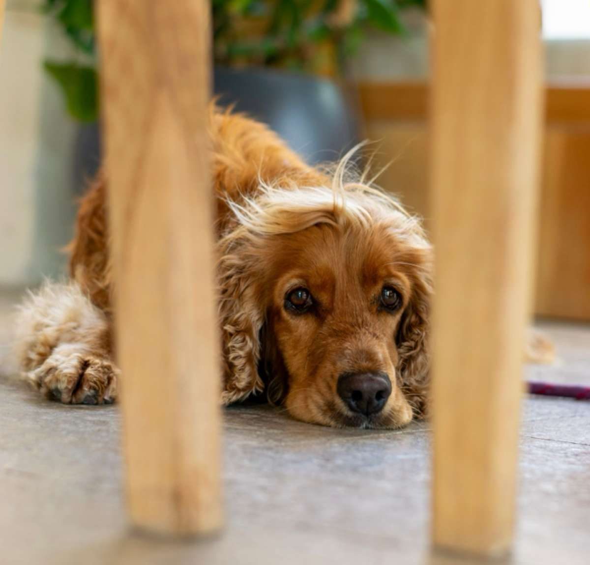A golden Cocker Spaniel lies on the floor with an anxious expression, framed by wooden chair legs.