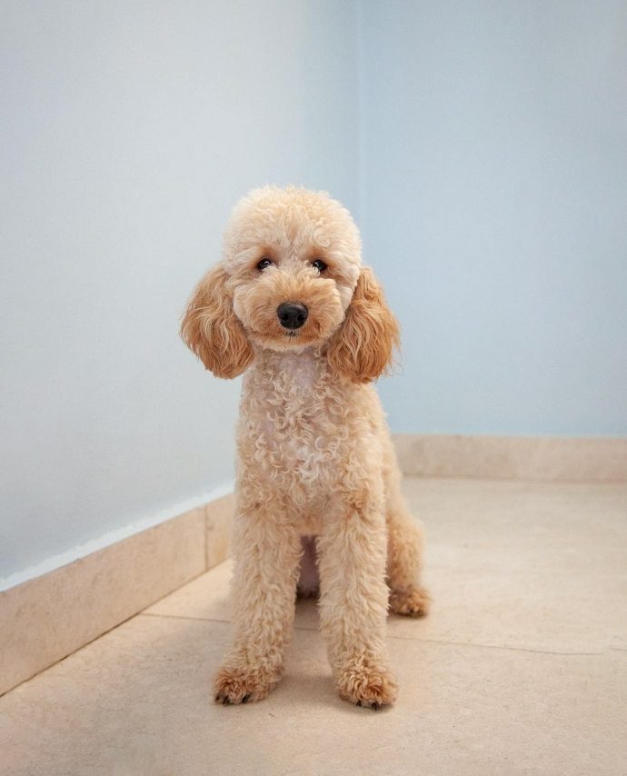 Cream Poodle sitting indoors
