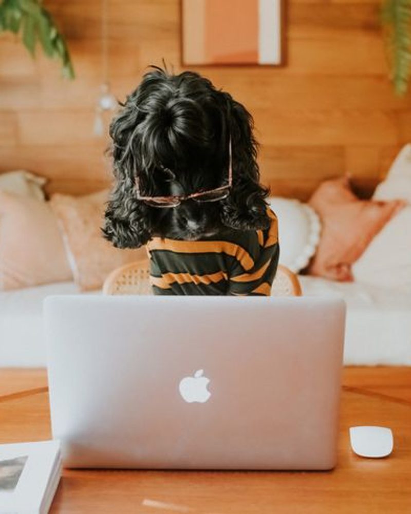 Take Your Dog to Work Day
