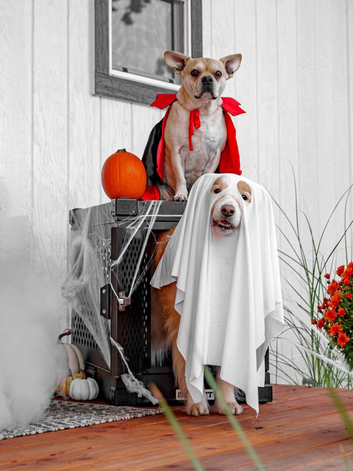 A dog dressed as a vampire sits on a crate above a dog wearing a ghost costume.