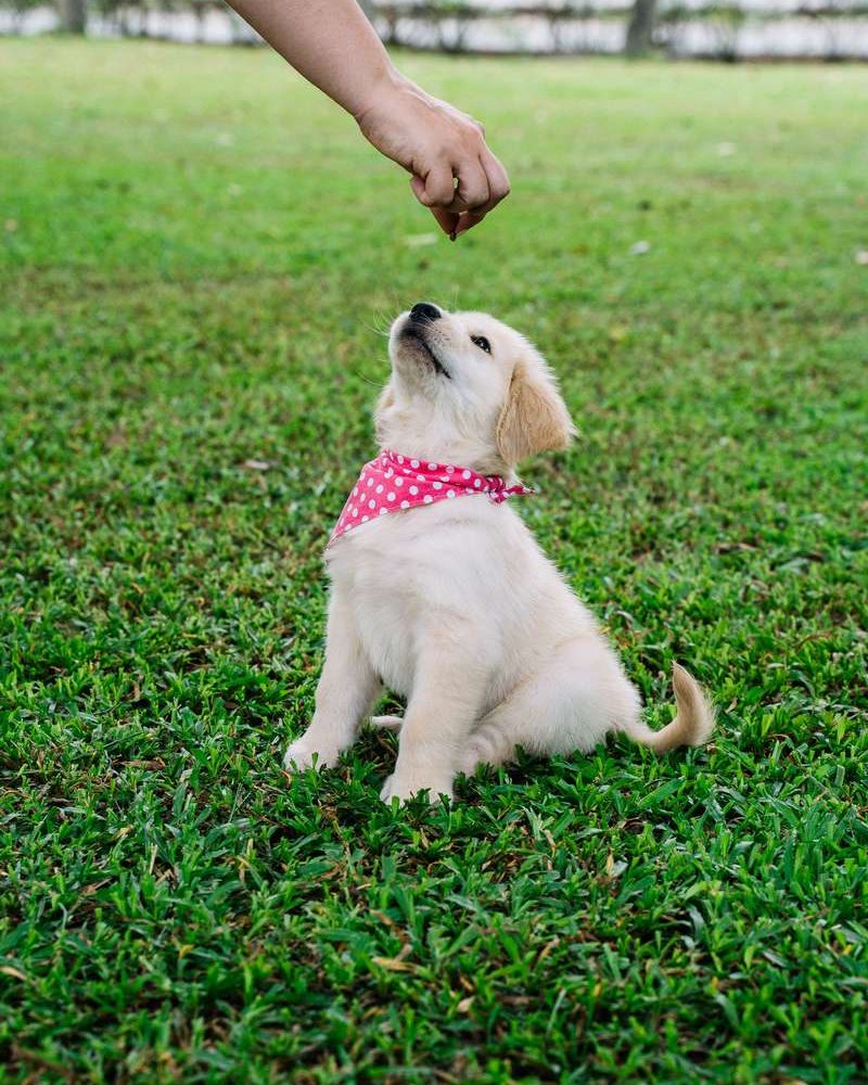 A cream puppy wearing a pink bandana sits on grass, looking up at a hand holding a treat.