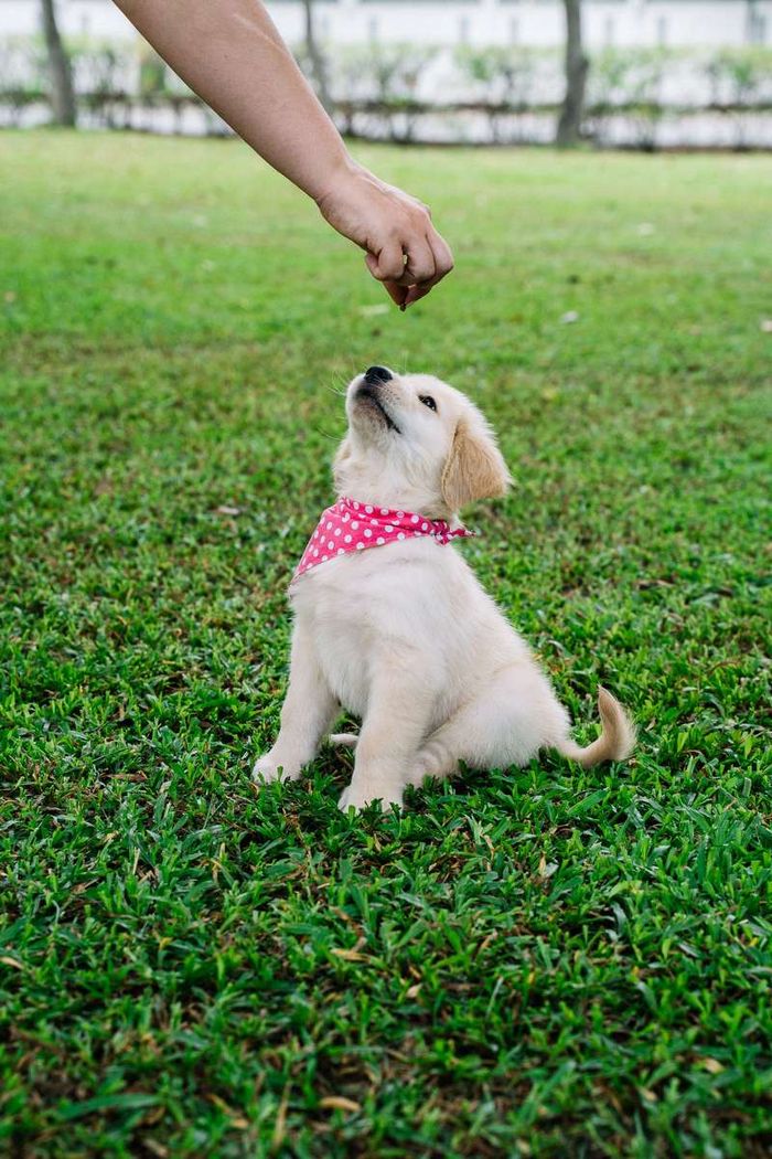A cream puppy wearing a pink bandana sits on grass, looking up at a hand holding a treat.