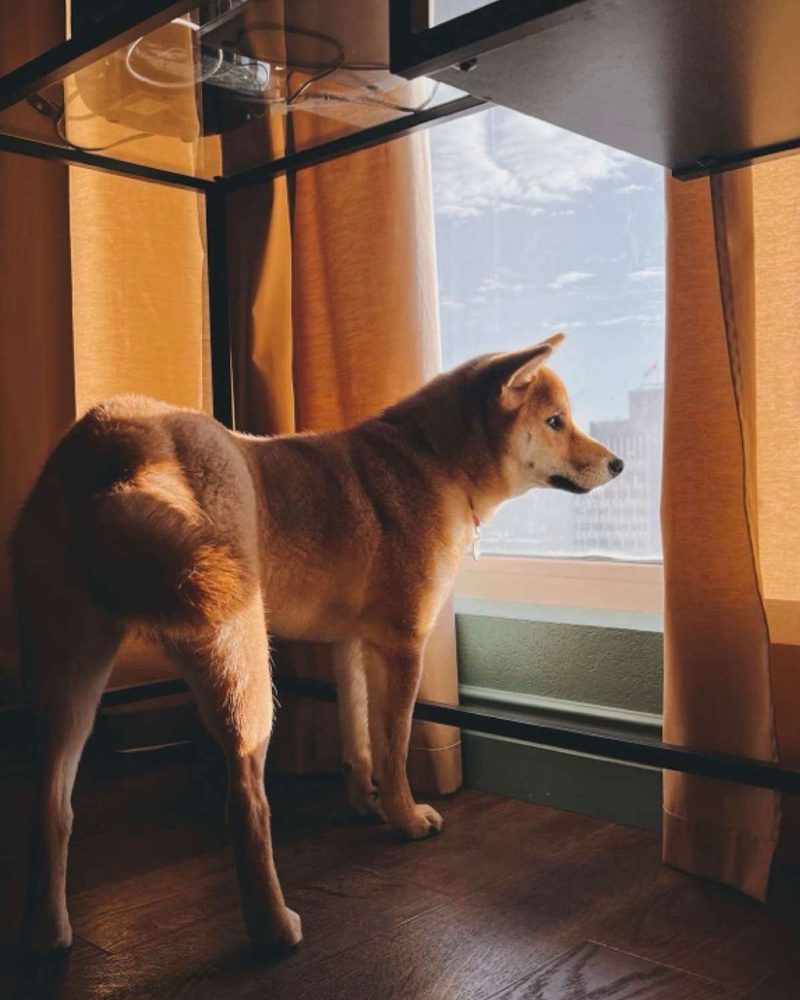 A Shiba Inu stands near an apartment window looking out at the city view.