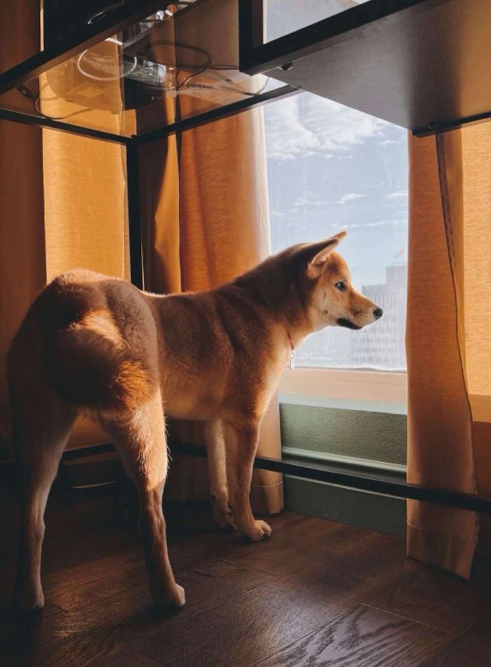 A Shiba Inu stands near an apartment window looking out at the city view.