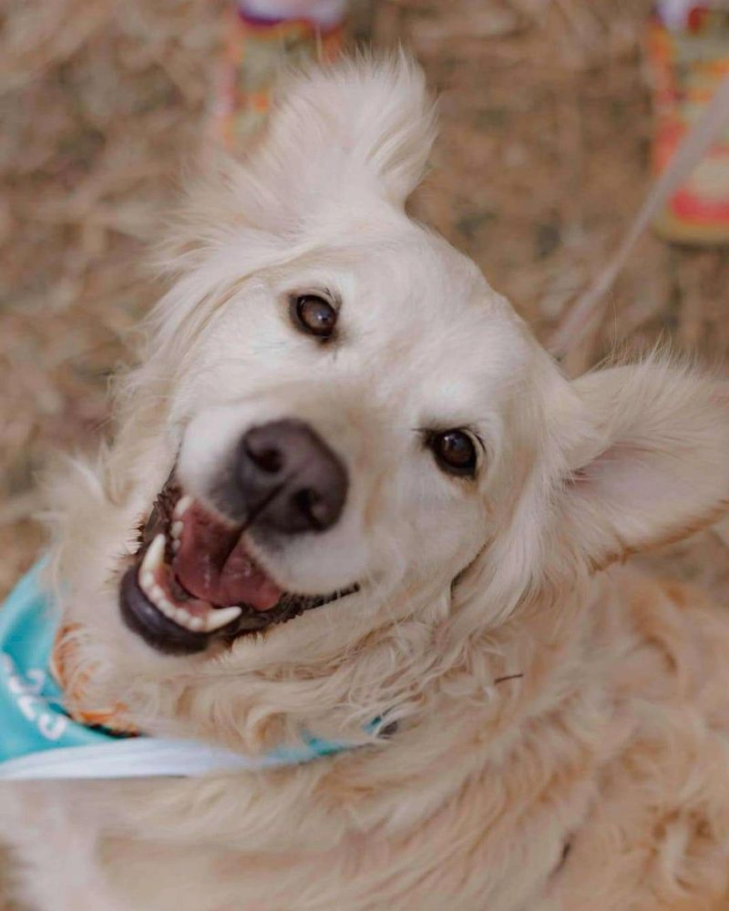 happy golden retriever at Melbourne Gold Rush event