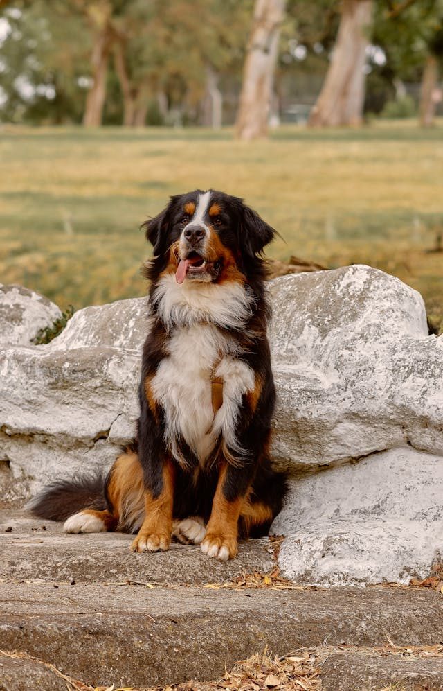 Bernese Mountain Dog with a tricolor coat sitting on grass