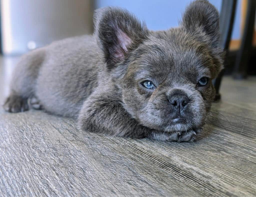 Long haired Frenchie puppy with soft feathered fur around the ears