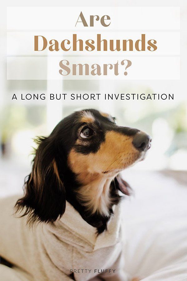 A long-haired black and tan dachshund wearing a cream sweater looks up.