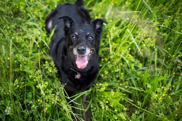 What is an Angel Session? (and why your senior dog needs one)