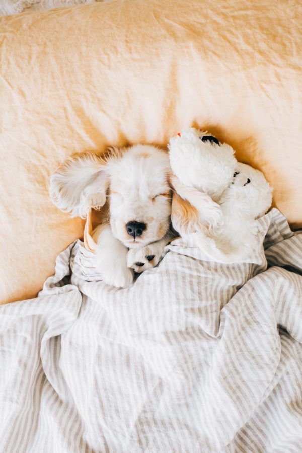 New Puppy Shopping List_ The Essential Free Checklist for Pet Parents