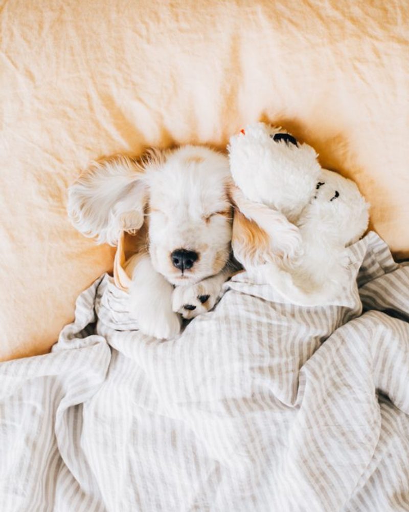New Puppy Shopping List_ The Essential Free Checklist for Pet Parents