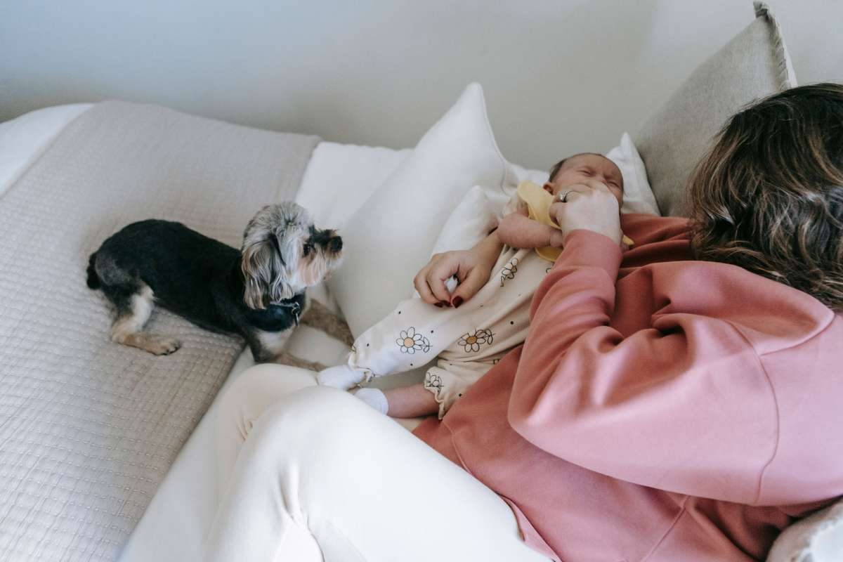A small dog sits on a bed, looking curiously at a newborn baby held by a woman.