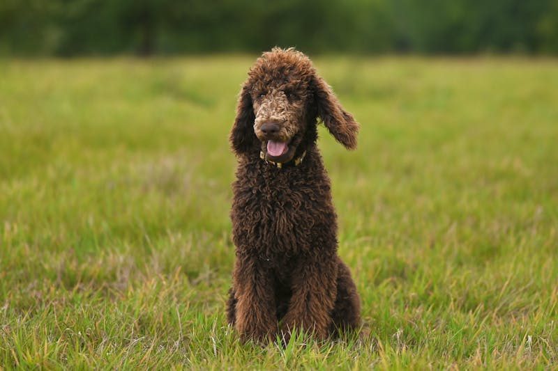 Standard Poodle sitting outdoors, a highly trainable breed available in three sizes