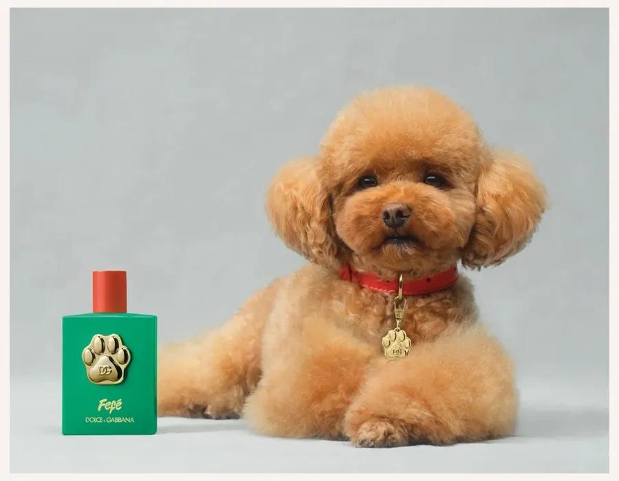 Dolce & Gabbana Fefé Dog Perfume