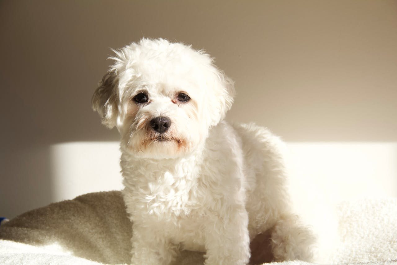 Bichon Frise, a cheerful small breed that adapts well to apartment living