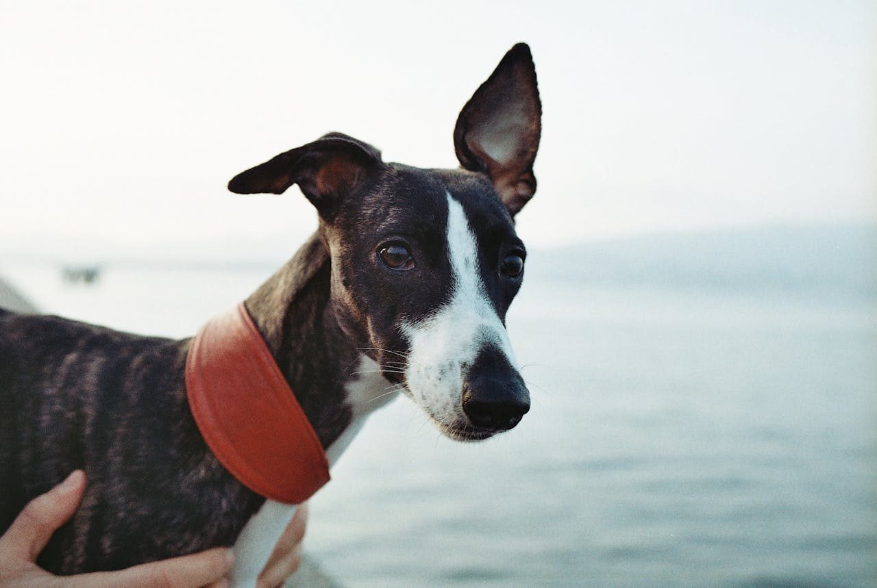 Whippet standing in profile, a quiet medium breed that is calm indoors