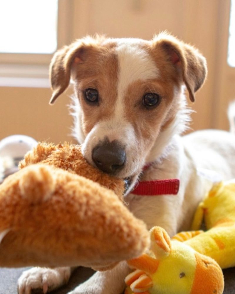 A small brown and white dog holding a plush toy in its mouth surrounded by stuffed animals.