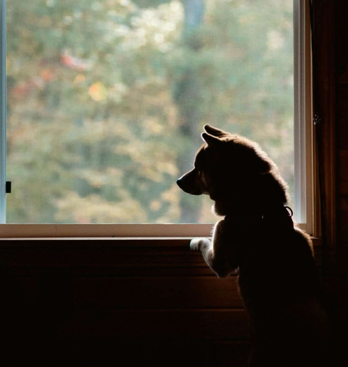 Silhouette of a dog with its paws resting on a window sill, looking outside.