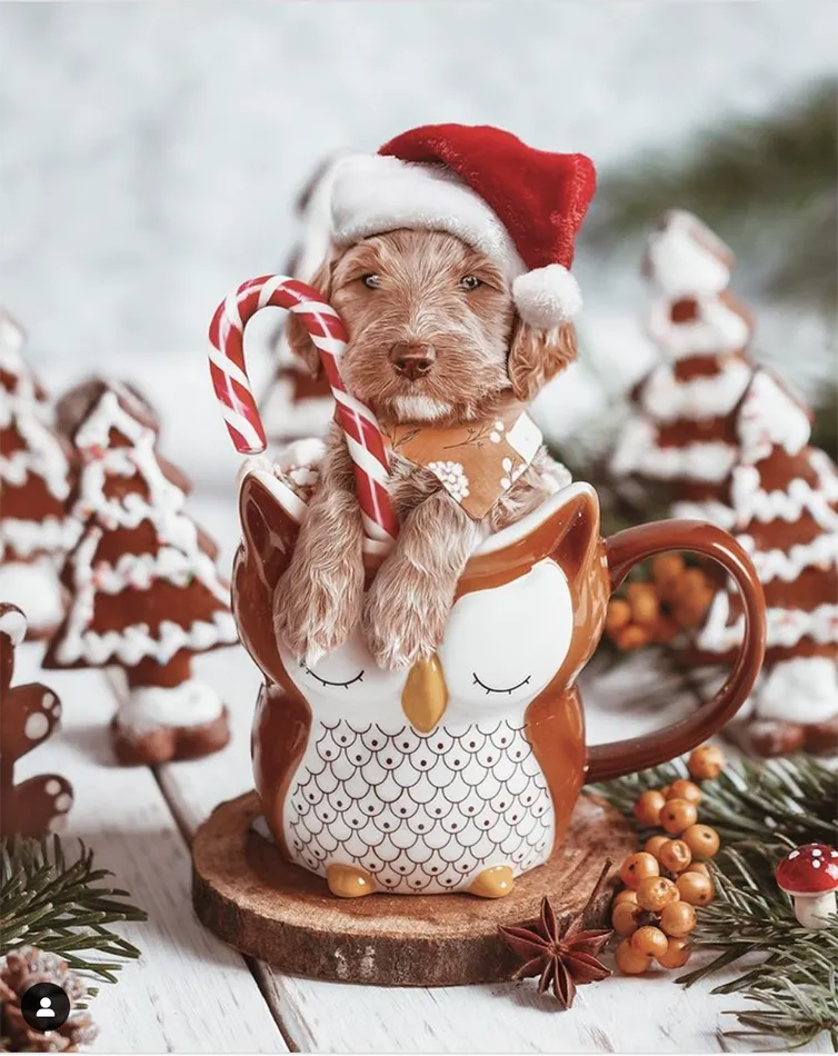 Spotted: 20 Ridiculously Cute Christmas Dogs on Instagram2