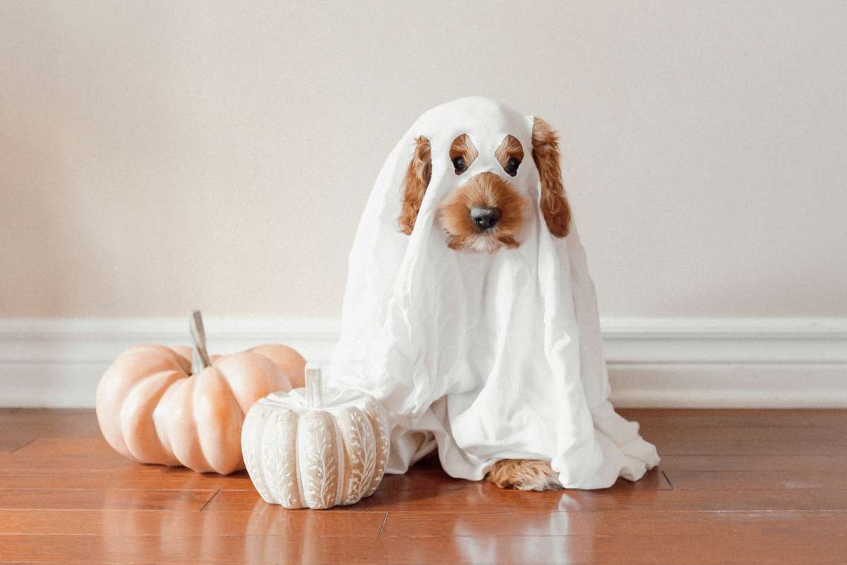 A small brown dog wearing a white sheet ghost costume sits beside two pumpkins on a wooden floor.