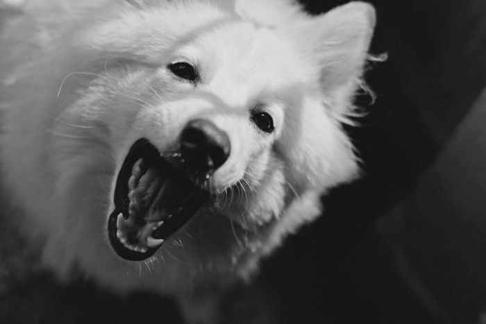 Black and white close-up of a fluffy white dog looking up with its mouth open wide.