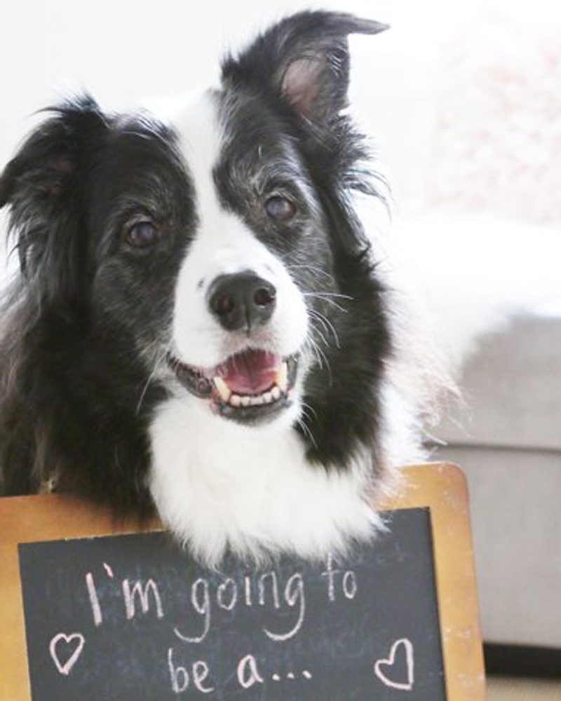 Smiling black and white dog with a chalkboard sign reading "I'm going to be a..." for a baby announcement.