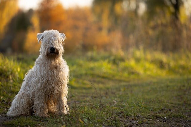 Soft Coated Wheaten Terrier with a silky wheaten coat