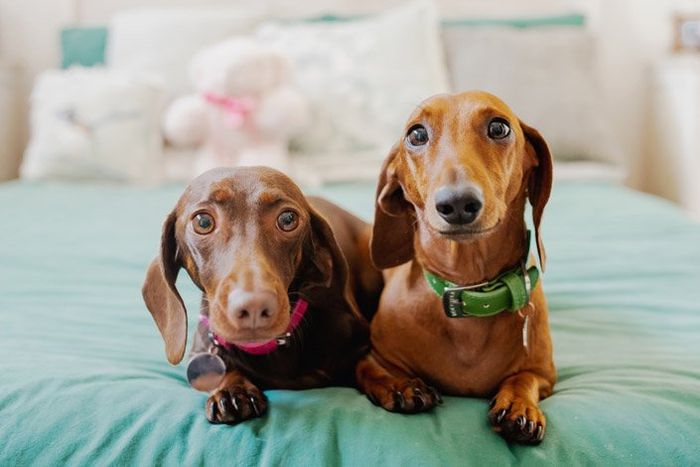 Two smart dachshunds lying side-by-side on a green bed, looking alert and curious.