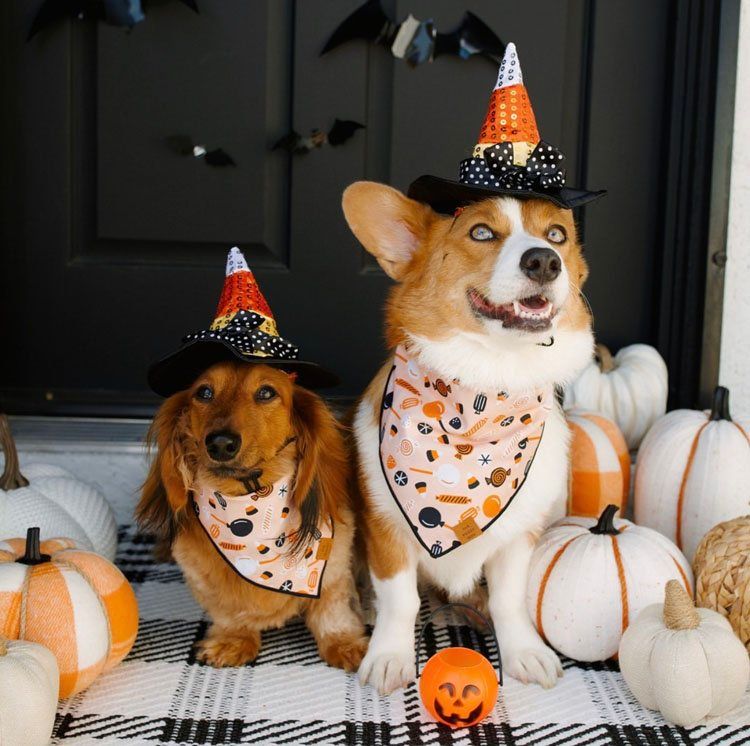 Trick or Treat bandana