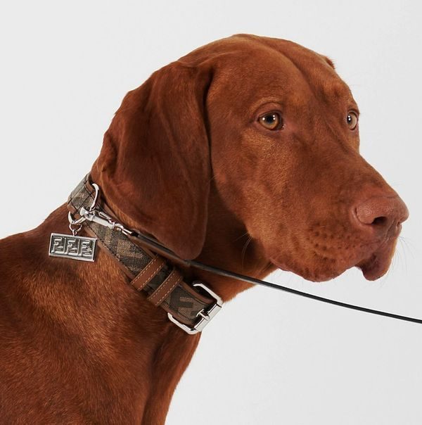 Fendi designer dog collar in brown and tobacco FF motif canvas with embossed logo tag.